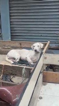 “What Does a Dog Think About Life When It Has Nobody?”