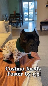 🚨 Cosimo is losing his foster in 2 days and needs a new place to land by Jan 5th! He's a pint-sized sweetheart who came to us from a crowded shelter while suffering from a painful rectal prolapse. Thanks to medical care and lots of love, Cosimo has healed beautifully and is ready for his happy ending. Cosimo is: People-friendly Non-destructive when left in the home Affectionate, silly, and very loving Energetic and always ready to explore Cosimo would do best as the only pet, meaning you get al