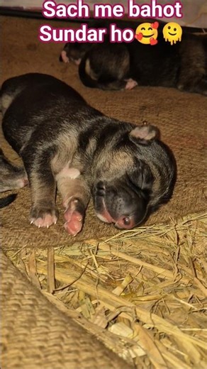 Ha woh toh hai🥰🫠#love #pets #cute #trending #funnyshorts #youtubeshorts #labradorretriever #labrador