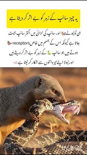 Snake amazing facts #snakes #naturefacts #wildlife #nature #shorts