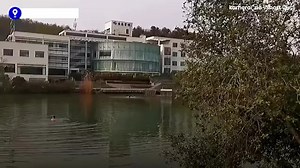 Aggressive black swan attacks student swimming in a lake in China