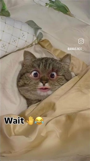 ghar jala hai Mera #shortsviral #comedy #trend #trendingvideo #funny #comedyvideo