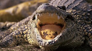 Secretos de la Australia salvaje: La laguna