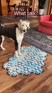 557K views · 6.6K reactions | My Talking Dog Uses Her Buttons to Talk About The Past! #talkingdog | Whataboutbunny | Facebook