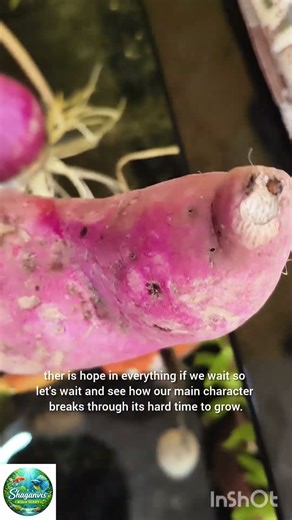 Day 4 of my aquarium journey 🐠🌿”