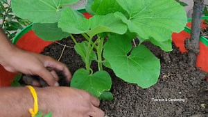 लौकी का पौधा लगाने का तरीका | Terrace & Gardening