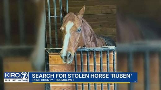 Search for stolen horse in Enumclaw | Haystack News