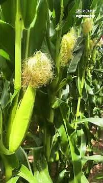 Pioneer Corn Hybrid Spotlight: Pioneer® brand P14364PCUE™ corn | Pioneer Seeds 🌽