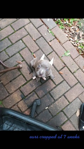 #pitbull #puppy #earcropping #puppies #doglover #dogmom #popstar #dogsoftiktok