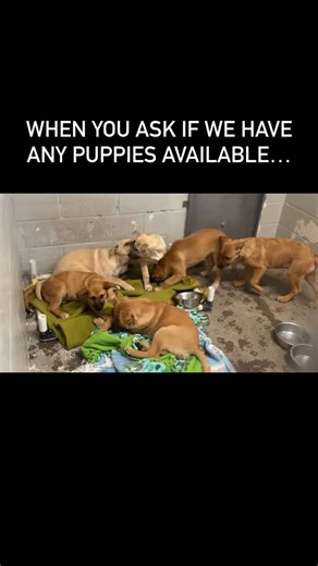Sacramento SPCA on Instagram: "Seriously, it’s never ending! 🫠 More puppies available today! sspca.org/dogs #sacspca #adopt #puppies #puppiesofinstgram #shelterdog"