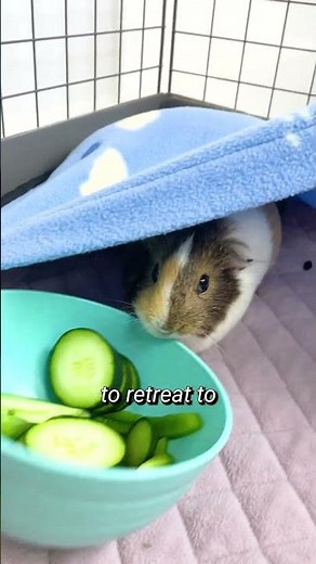 Guinea Pig Essentials: What Do Guinea Pigs Need In Their Cage? pt.1 #shorts | GuineaDad School