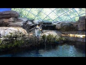Königspinguin im Zoo Berlin - Sprung ins kalte Nass