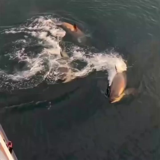 #🇯🇵Japan is turning footsteps into electricity! Using piezoelectric tiles, every step you take generates a small amount of energy. Millions of steps together can pog footsteps into electricity! Using piezoelectric tiles, every step you take generates a small amount of energy. Millions of steps together can power LED lights and displays in busy places like Shibuya Station. A brilliant way to create a sustainable and smart city • turning m...busy places like Shibuya Station. A brilliant way to c
