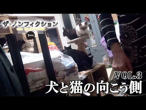 230 Dogs and 1300 Cats About to be Killed -Collapse of Multi-pet Breeding- 3