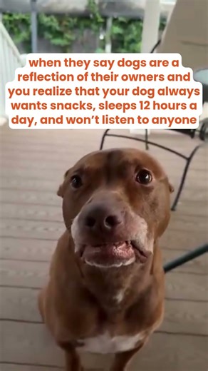 Guilty 🤣🐶