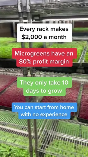 Maximize Your Income Potential with Microgreens!