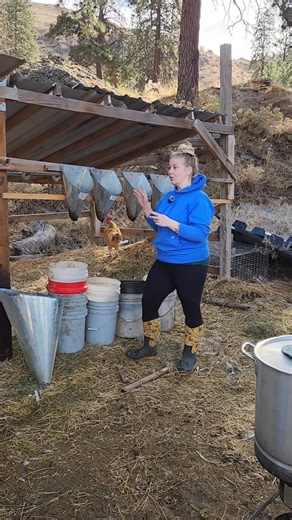 3.4K views · 199 reactions | Butchering Chickens at Home (Part 1) Our Full Processing Setup. Part 1 of our series — here’s how we prepare for butchering day on the homestead. Responsible, respectful, and farm-to-table focused. #homestead #fromfarmtotable #chickenprocessing #homesteading #butchering | Elizabeth Kirk | Facebook