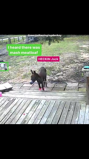 #montethesingingdonkey had some things to say, but Jack wanted to intrude 🤣 #yardgoblin #donkeytok #emptybowlblues #farmyarddrama #texas #turdherd