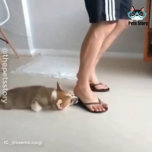 15 reactions | Dogs  | Gif Animate Gipullo | Facebook