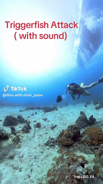 Triggerfish Attack: A Surprising Ocean Encounter
