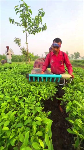 Kisankraft tea plucking machine | tea plucking machine #chai #teagarden #harvesting #teaplantations