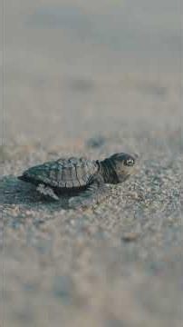 Only 1 in 1,000 Baby Sea Turtles Survive