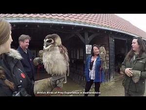 British Birds of Prey Experience in Bedfordshire