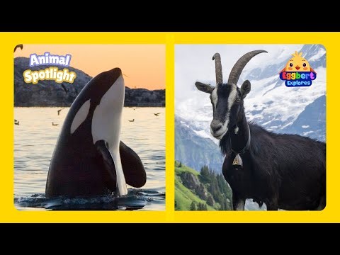 Orca & Mountain Goat 🐋🐐 | Learn Fun Animal Facts for Kids | Animal Spotlight