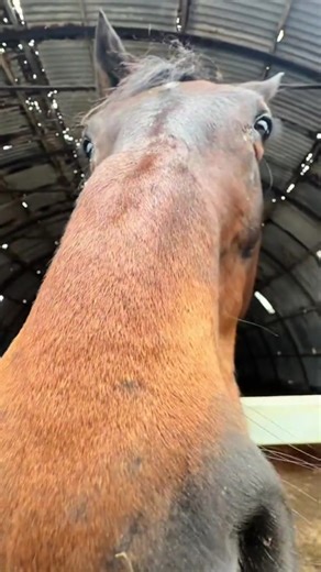 What Do Horses Do with Their Manure?