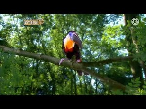 In The Night Garden - Toucan Song (2007) But With The 2008-2009 Mini CTV Kids DOG