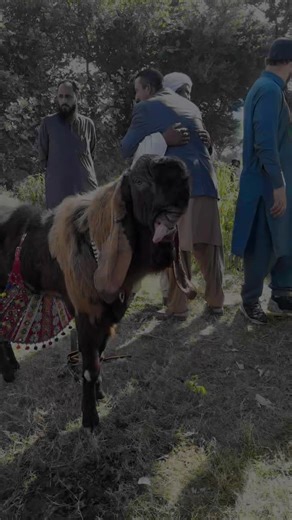 Exploring the Joy of Goat Herding and Culture