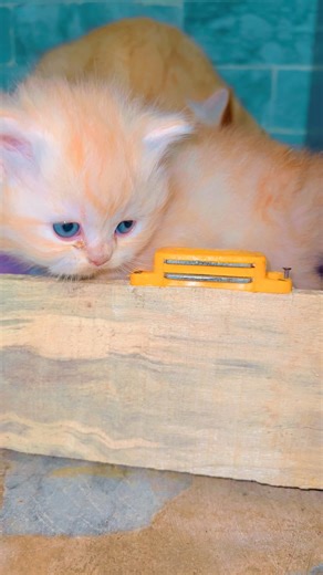 Adorable Babies and Persian Cats Compilation