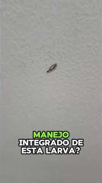 LARVA DE POLILLA DE ESTUCHE.