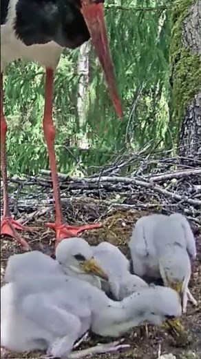 #997P- Review parent and baby birds life in their nest, bird nest with beautiful nature #birdslover