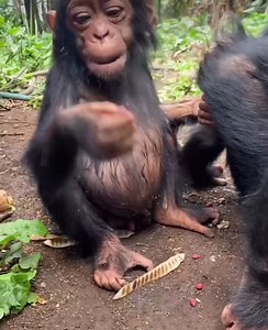 Charming Chimpanzees Interacting in Their Natural Habitat