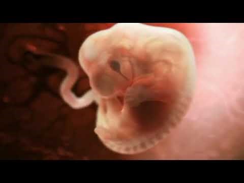 The Miracle of Life How it all began HD