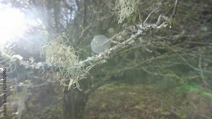 Beautiful closeup shot of lichen growing on a delicate tree branch, with sun flare coming through the lens, and small gentle rain drops falling in front of the shot.
