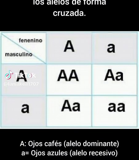 Cuadro de Punnet: Entendiendo Genética y Herencia