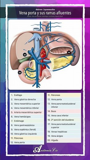 🩸🔍 Vena porta y sus ramas afluentes #VenaPorta #SistemaPorta #AnatomíaDigestiva