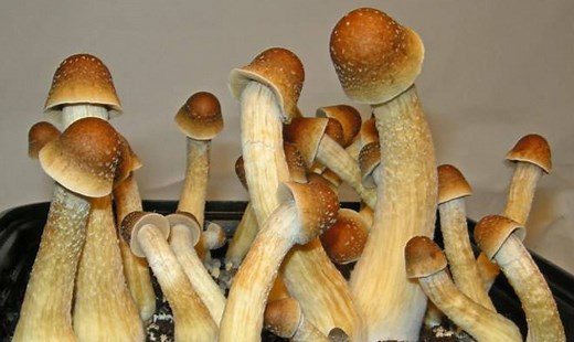 How To Get A Mushroom Head - Increase Glans Girth With This Exercise