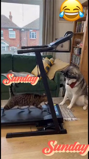 The Husky Increased the Speed and the Cat Fell Off 🐕 | Homeless Dogs