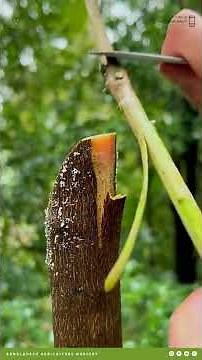 Complete Guide to Tree Grafting | From Beginner to Expert