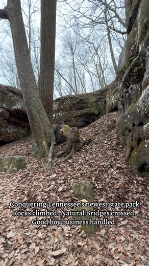 Even service dogs need adventure days! We were the only ones there for a bit so Whiskey enjoyed a great off-duty break exploring Head of the Crow State Park rocks and natural bridge. #WhiskeysTrails #headofthecrowstatepark #tennessee #germanshepherd #hiking