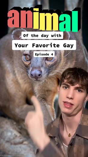 Exploring Fossa: Madagascar's Unique Wildlife