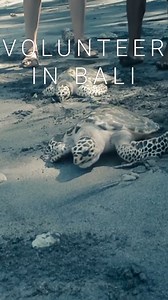  Calling all parents of adventurous teenagers!  Join our Sea Turtle...