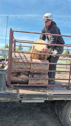 Bullet in a log my son found #dailyvlog #centraloregon #oregon #usa