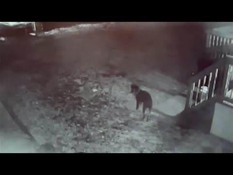 Surveillance video captures dog getting shot in Utica