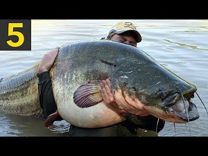 Top 5 BIGGEST FISH Ever Caught