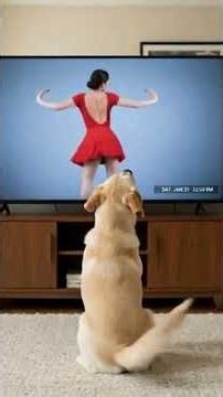 Quand ton chien te vole la télécommande