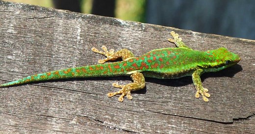 Gecko vert de Bourbon, ti-molosse... Cinq petits animaux de La Réunion à protéger